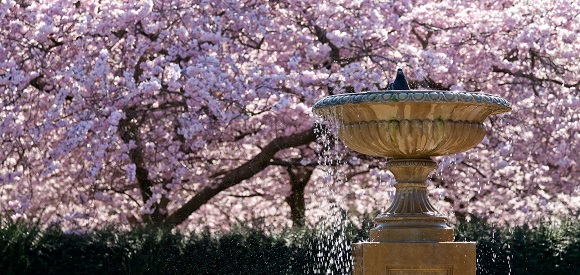 Bird-bath-and-cherry-blossom-tree-in-the-Avenue-Gardens